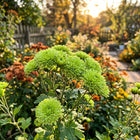 Premium Green Chrysanthemum Seeds - 50 Seeds
