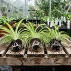 3 Live Variegated Spider Plant Cuttings