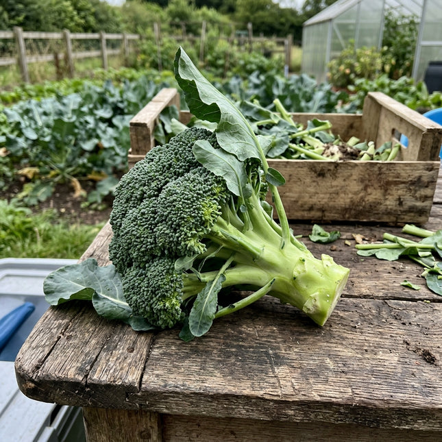 Calabrese Broccoli Seeds - 320 Seeds