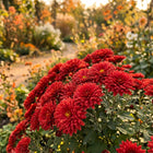 Premium Red Chrysanthemum Seeds - 50 Seeds