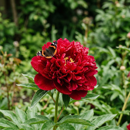 50 Red Peony Seeds for Planting - Premium Heirloom Red Peony Seeds for Elegant Home Garden Blooms