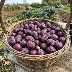 Collection image for: Brussels Sprouts Seeds