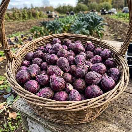 110 Red Rubine Brussels Sprouts Seeds - Stunning Red Heirloom Vegetable Seeds