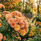Premium Peach Chrysanthemum Seeds - 50 Seeds