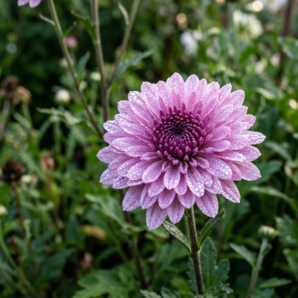 50 Premium Anemone Chrysanthemum Seeds - Beautiful Garden Flowers for Planting