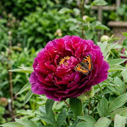 50 Royal Purple Red Mixed Peony Seeds for Planting - Premium Heirloom Royal Purple Red Mixed Peony Seeds for Elegant Home Garden Blooms