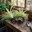 Set of 2 Live Variegated Spider Plant Cuttings