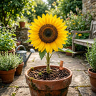 Dwarf Sunspot Sunflower Seeds - 100 Seeds