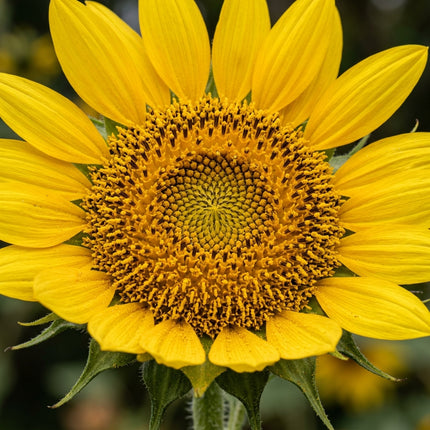 100 Dwarf Sunspot Sunflower Seeds for Planting - Giant Yellow Blooms on Short Stems - Perfect for Pots & Containers