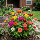 Mixed Color Zinnia Seeds - 100 Seeds