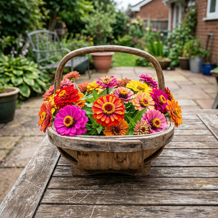 100 Mixed Color Zinnia Seeds for Planting - Heirloom Mixed Color Zinnia Flower Seeds for Home Garden