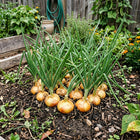 Yellow Cipollini Onion Seeds - 1,000 Seeds