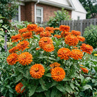 Heirloom Orange Zinnia Seeds - 100 Seeds