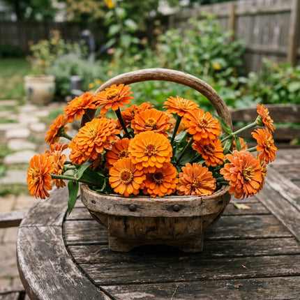 100 Orange Zinnia Seeds for Planting - Heirloom Orange Zinnia Flower Seeds for Home Garden