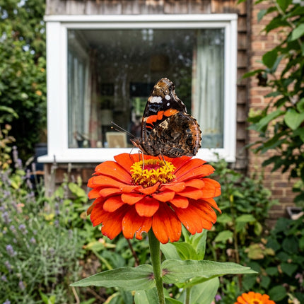 100 Orange Zinnia Seeds for Planting - Heirloom Orange Zinnia Flower Seeds for Home Garden