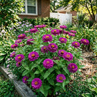 Heirloom Purple Zinnia Seeds - 100 Seeds