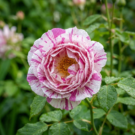 50 Premium Striped Rose Seeds - Beautiful Garden Flowers for Planting
