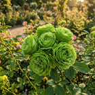 Premium Green Rose Seeds - 50 Seeds