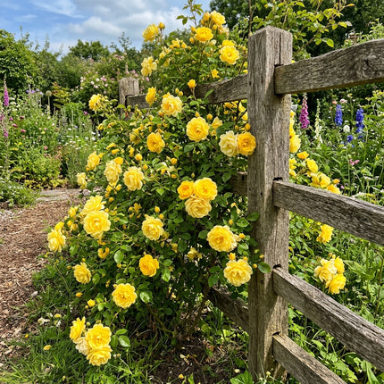 50 Premium Yellow Rose Seeds - Beautiful Garden Flowers for Planting