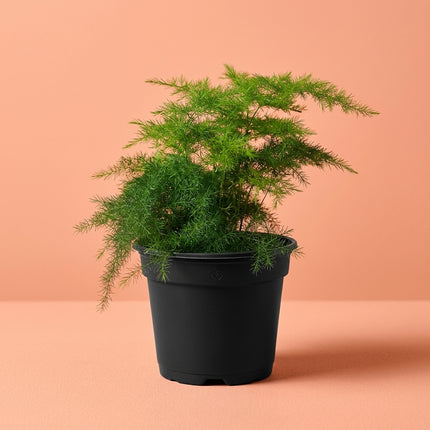 Live Asparagus Fern Plant in 4" Nursery Pot - Delicate Airy Green Foliage