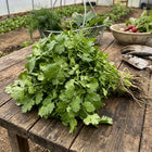 Calypso Cilantro Seeds - 1,000 Seeds