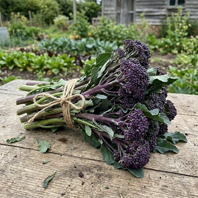 Purple Sprouting Broccoli Seeds - 320 Seeds