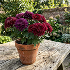 Royal Jewel Chrysanthemum Mix Seeds - 350 Seeds