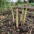 Precoce D'Argenteuil Asparagus Seeds - 110 Seeds