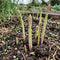 Asparagus Seeds