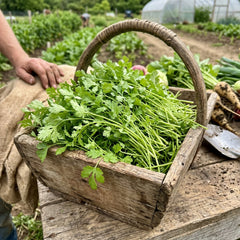 Collection image for: Cilantro Seeds