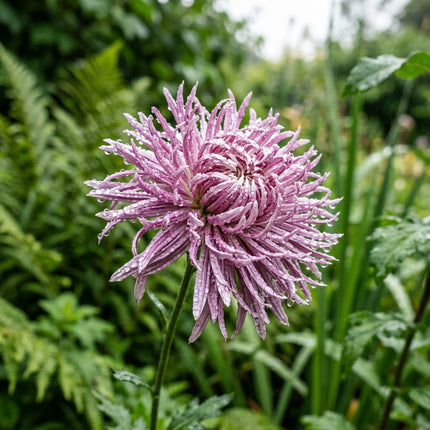 50 Premium Thistle Chrysanthemum Seeds - Beautiful Garden Flowers for Planting