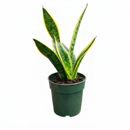 Live Snake Plant in 4" Nursery Pot - Sansevieria Laurentii with Yellow Edges - Low Light & Drought Tolerant Indoor Houseplant