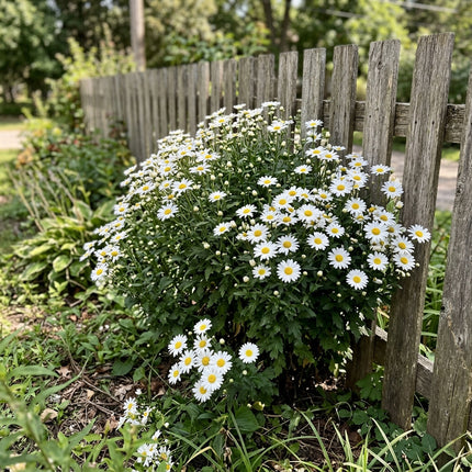 50 Premium Daisy Chrysanthemum Seeds - Beautiful Garden Flowers for Planting