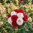 Premium Red White Gradient Rose Seeds - 50 Seeds