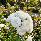 Premium White Rose Seeds - 50 Seeds