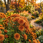 Premium Orange Chrysanthemum Seeds - 50 Seeds