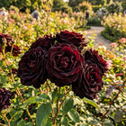 Premium Black Rose Seeds - 50 Seeds