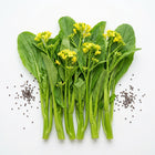 Heirloom Choy Sum Seeds (Chinese Flowering Cabbage) - 1,000 Seeds