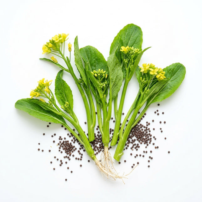 1000 Heirloom Choy Sum Seeds (Chinese Flowering Cabbage) - Fast Growing & High Yielding Asian Greens for Home Garden