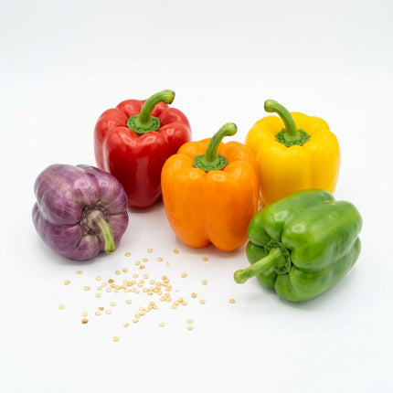 100 Rainbow Bell Pepper Seeds for Planting - Sweet, Colorful & High Yielding Vegetable Seeds for Home Garden - Grow Vibrant Crisp Peppers