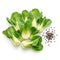 Cabbage Seeds