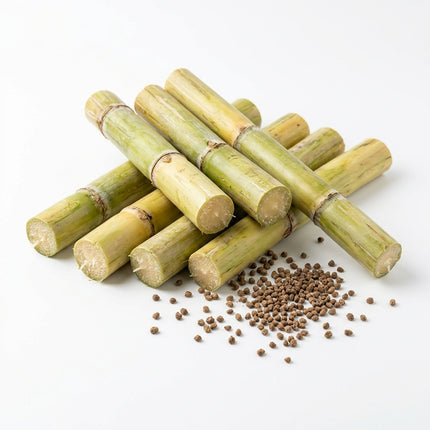 200 Green Sugarcane Seeds for Planting - Sweet, Juicy Rock Sugar Cane - Tropical High Yield Crop for Garden