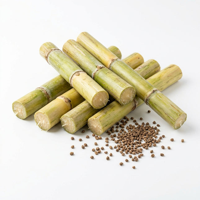 200 Green Sugarcane Seeds for Planting - Sweet, Juicy Rock Sugar Cane - Tropical High Yield Crop for Garden