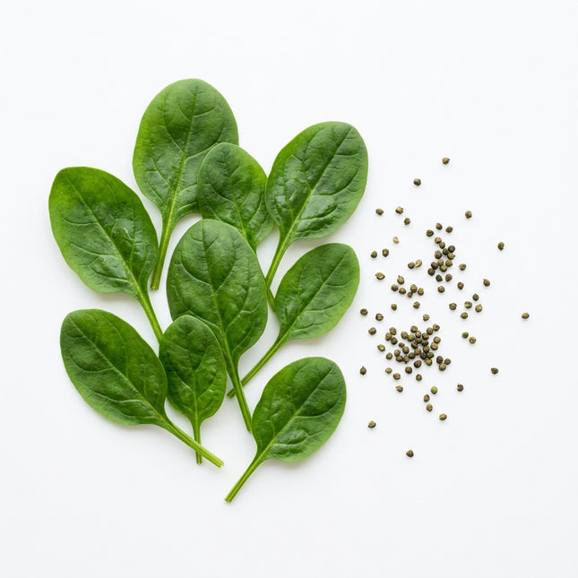 1000 Spinach Seeds for Planting - Sweet, Tender & Fast Growing Leafy Greens for Home Garden - Premium Heirloom Vegetable Seeds