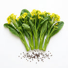 Yu Choy Seeds - 500 Seeds
