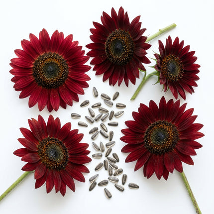 100 Velvet Queen Sunflower Seeds for Planting - Deep Chocolate & Burgundy Red Sunflowers - Striking Cut Blooms for Garden