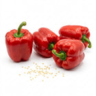 Red Bell Pepper Seeds - 50 Seeds