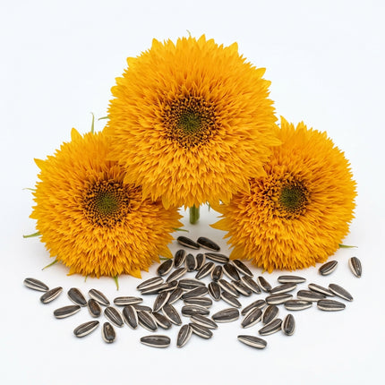 100 Teddy Bear Sunflower Seeds for Planting - Fluffy Double Blooms & Dwarf Golden Sunflowers - Perfect for Containers