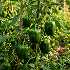 Green Bell Pepper Seeds - 50 Seeds