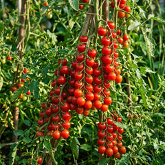 Collection image for: Tomato Seeds